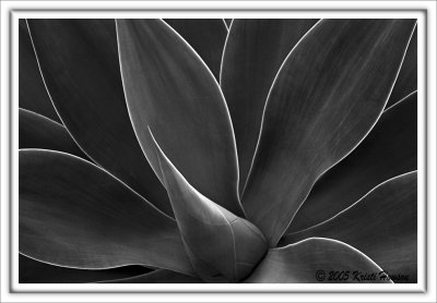 Agave