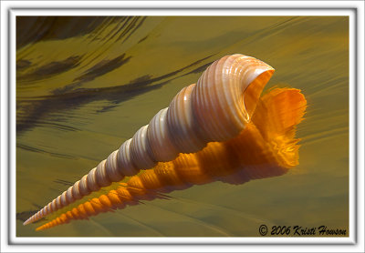 Turritella Shell