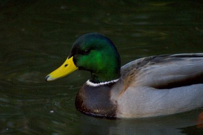 03CRW_9370.jpg