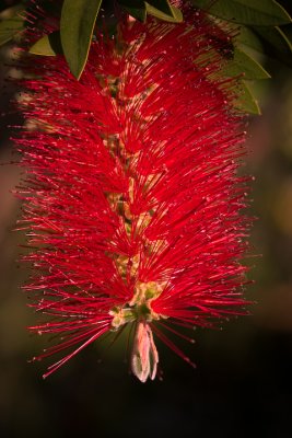 Bottle Brush Tree Flowers & Buds