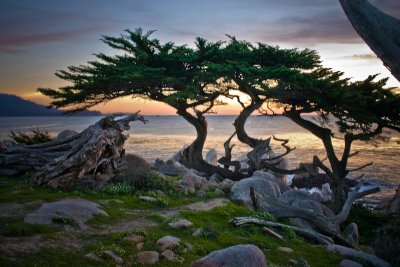 Monterey Cypress/0468