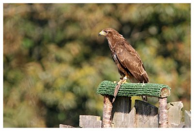 Le bal des oiseaux fantômes