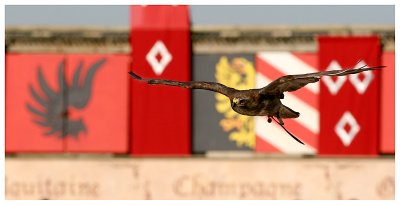 Le bal des oiseaux fantômes
