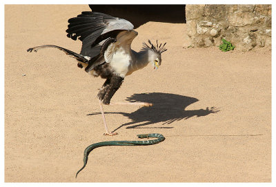 Le bal des oiseaux fantômes