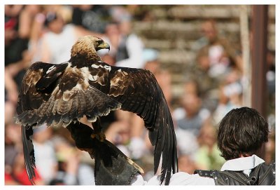 Le bal des oiseaux fantômes