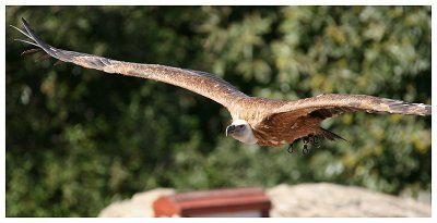 Le bal des oiseaux fantômes