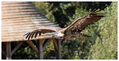 Le bal des oiseaux fantômes