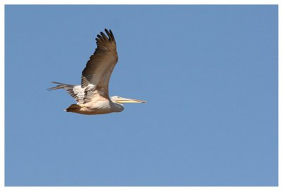 Le bal des oiseaux fantômes