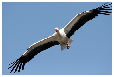 Le bal des oiseaux fantômes