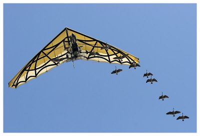 Le bal des oiseaux fantômes