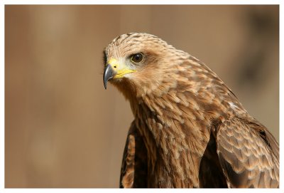 Le bal des oiseaux fantômes