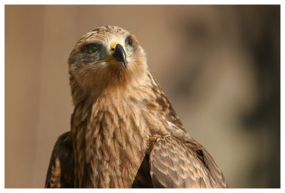 Le bal des oiseaux fantômes