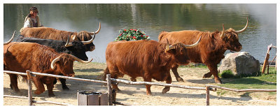Les Vikings