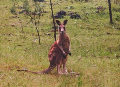 Don't mess with this roo!