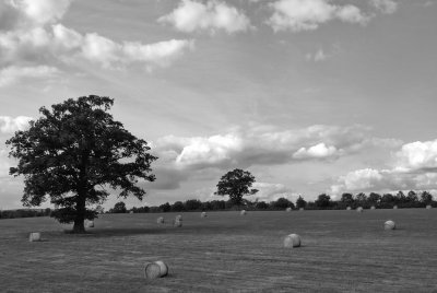Bales in mono