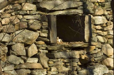 Root Cellar
