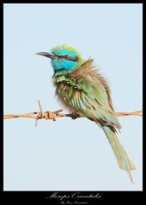 Little Green Bee-eater, Merops orientalis