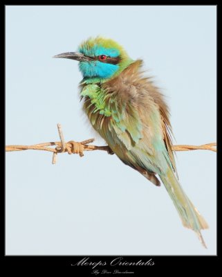 Little Green Bee-eater, Merops orientalis
