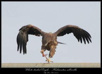 White-Tailed Eagle - Haliaeetus Albicilla