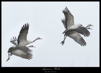 Common Crane - Grus Grus