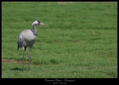 Common Crane - Grus Grus