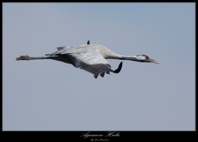 Common Crane - Grus Grus
