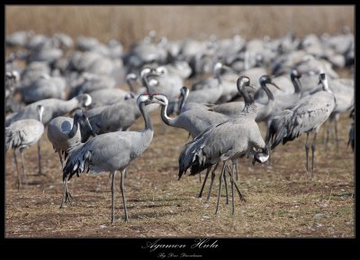 Common Crane - Grus Grus