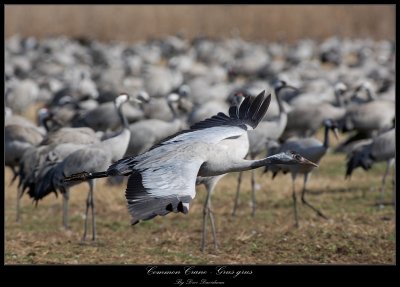 Common Crane - Grus Grus