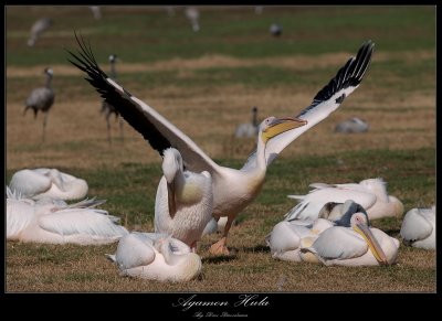 White Pelican - Pelecanus onocrotalus