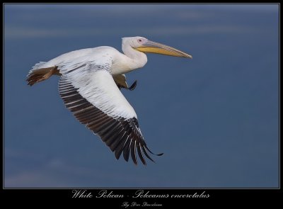 White Pelican - Pelecanus onocrotalus