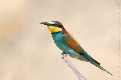 European Bee-eater, Merops apiaster