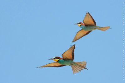 European Bee-eater, Merops apiaster