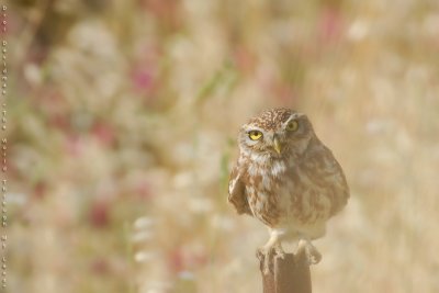 Little Owl - Athene noctua