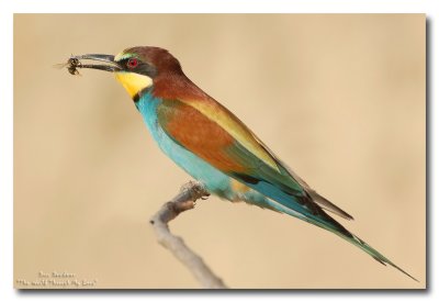 European Bee eater, Merops apiaster