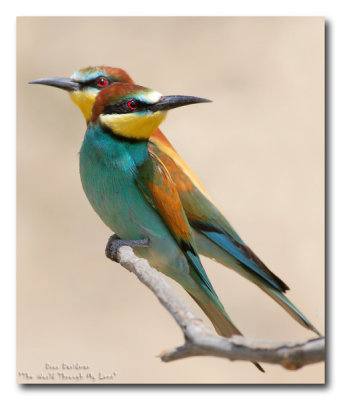 European Bee eater, Merops apiaster