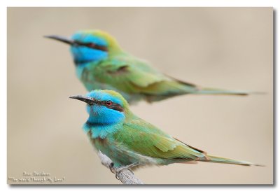 Little Green Bee-eater, Merops orientalis