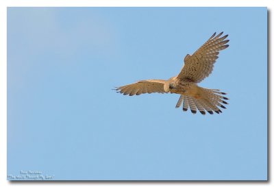 kestrel