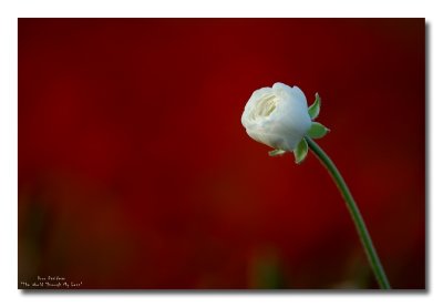 Red And White