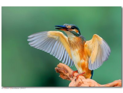 Kingfisher Alcedo atthis