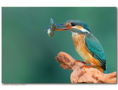 More of Kingfisher