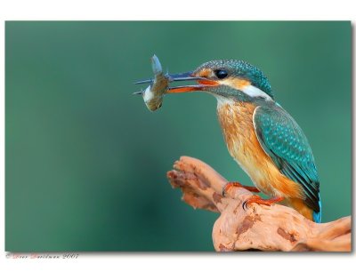 Kingfisher Alcedo atthis