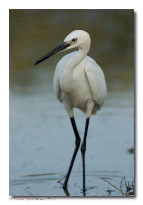 Little Egret, Egretta garzetta