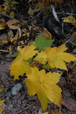 DSC_1959_resize.JPG