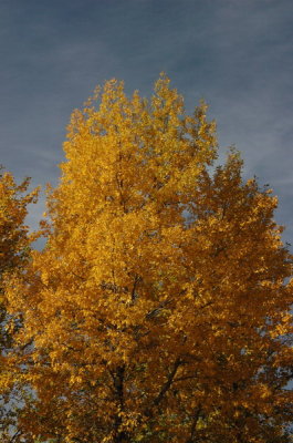 DSC_3883_resize.JPG