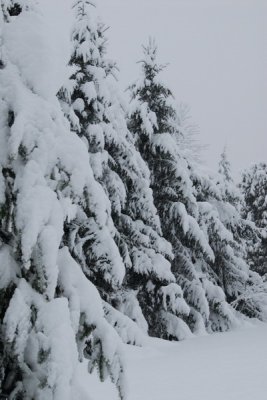 DSC_3341_resize.JPG