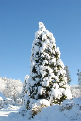 november_06_snow_storm