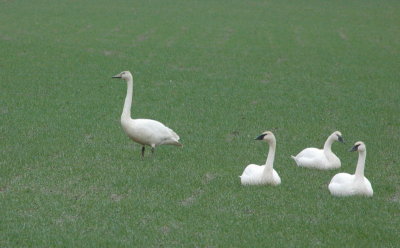DSC_4066a_resize.jpg