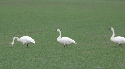 DSC_4074a_resize.jpg