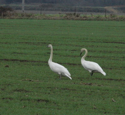 DSC_4082a_resize.jpg