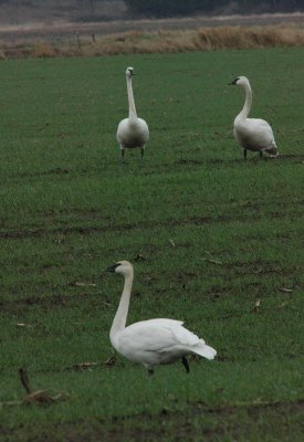 DSC_4090a_resize.jpg